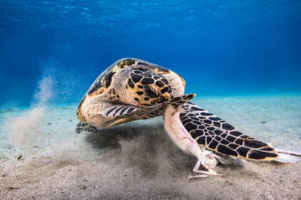 Zeegezicht Met Hawksbill Zeeschildpad Het Koraalrif Van Caribische Zee Curacao — Stockfoto