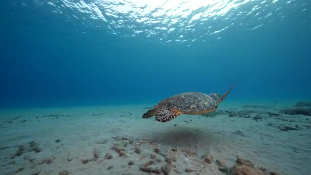 Tengeri Sólyom Tengeri Teknős Karib Tenger Korallzátonyán Curacao — Stock videók