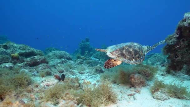 Paysage Marin Avec Hawksbill Tortue Mer Dans Récif Corallien Mer — Video