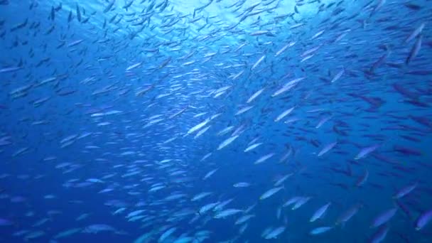Seelandschaft Mit Fischschwärmen Boga Fische Korallenriff Der Karibik Curacao — Stockvideo