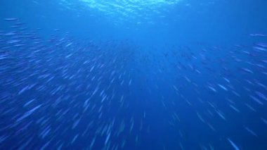 Balık Okullu Deniz Burnu, Karayip Denizi 'ndeki mercan resifinde Boga Balığı, Curacao