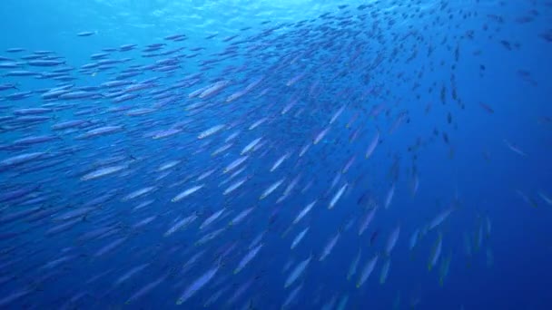 Seelandschaft Mit Fischschwärmen Boga Fische Korallenriff Der Karibik Curacao — Stockvideo