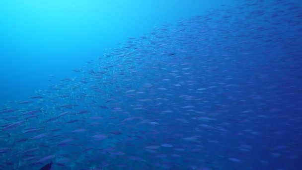 Seascape Com Escola Peixes Boga Peixe Recife Coral Mar Caribe — Vídeo de Stock