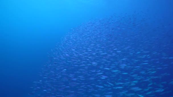 Paisaje Marino Con Escuela Peces Boga Pescado Arrecife Coral Del — Vídeos de Stock