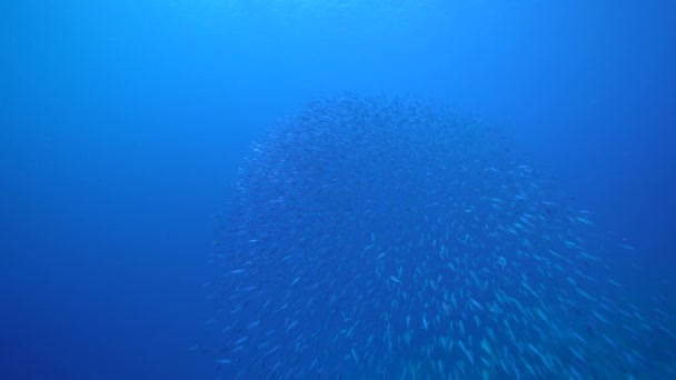 Zeegezicht Met School Fish Boga Vis Het Koraalrif Van Caribische — Stockvideo