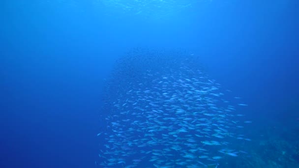 Seascape School Fish Boga Fish Coral Reef Caribbean Sea Curacao — Stock Video