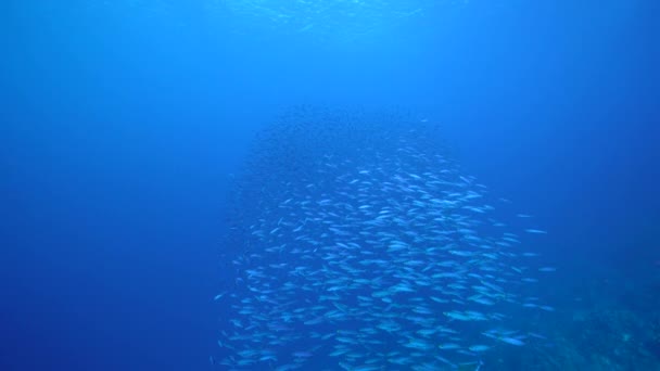 Paisaje Marino Con Escuela Peces Boga Pescado Arrecife Coral Del — Vídeo de stock