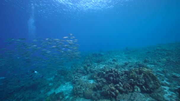 与Bait Ball School Fish Mackerel Fish Coral Reef Caribbean Sea — 图库视频影像