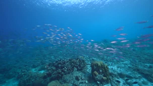 Seascape Bait Ball School Fish Mackerel Fish Coral Reef Caribbean — Stock Video
