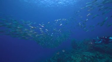 Yem Toplu Deniz Burnu, Balık Okulu, Karayip Denizi 'ndeki mercan resifinde uskumru balığı, Curacao