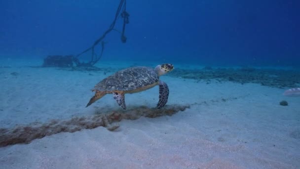 Θαλάσσιο Τοπίο Hawksbill Θαλάσσια Χελώνα Στον Κοραλλιογενή Ύφαλο Της Καραϊβικής — Αρχείο Βίντεο