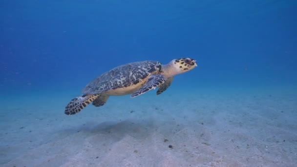 Karayip Denizi Nin Mercan Kayalıklarında Şahin Gagalı Deniz Kaplumbağası Curacao — Stok video