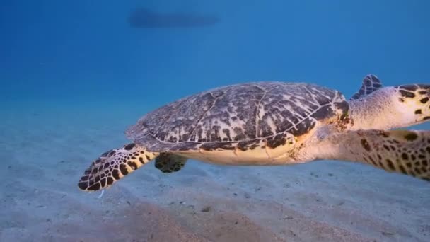 Seascape Hawksbill Sea Turtle Coral Reef Caribbean Sea Curacao — Stock Video