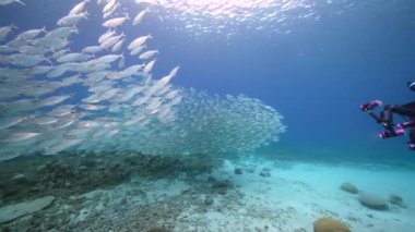 Yem Toplu Deniz Burnu, Balık Okulu, Karayip Denizi 'ndeki mercan resifinde uskumru balığı, Curacao
