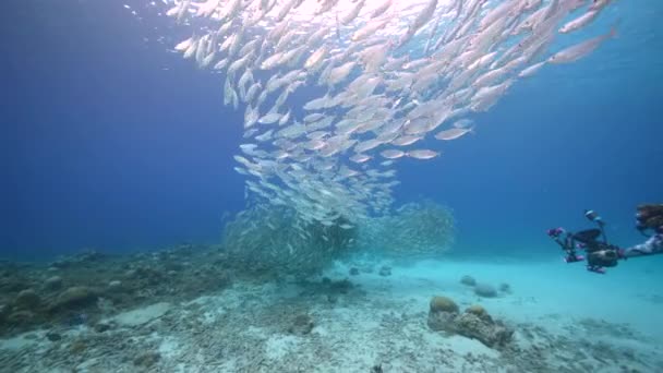 与Bait Ball School Fish Mackerel Fish Coral Reef Caribbean Sea — 图库视频影像