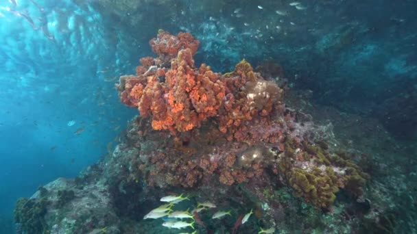 120 Fps Seascape Com Vários Peixes Corais Esponjas Recife Coral — Vídeo de Stock