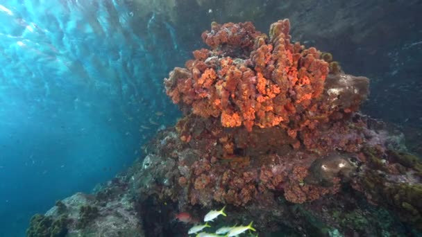 120 Fps Seascape Різними Рибами Коралами Губками Кораловому Рифі Карибського — стокове відео