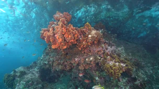 120 Fps Seascape Διάφορα Ψάρια Κοράλλια Και Σφουγγάρι Στον Κοραλλιογενή — Αρχείο Βίντεο