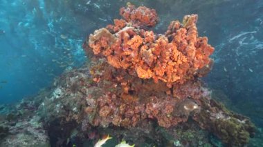 Karayip Denizi 'nin mercan kayalıklarında çeşitli balık, mercan ve süngerlerle 4K 120 fps deniz burnu, Curacao