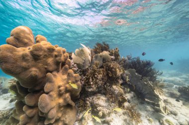 Karayip Denizi 'nin mercan resifinde çeşitli balık, mercan ve süngerle kaplı deniz burnu, Curacao