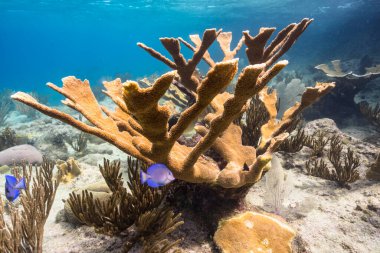 Karayip Denizi 'nin mercan kayalıklarında büyük geyik boynuzu mercanları olan deniz burnu, Curacao