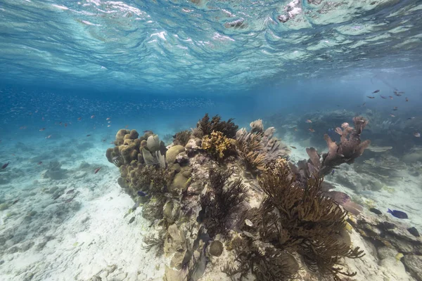 Paisaje Marino Con Varios Peces Coral Esponja Arrecife Coral Del — Foto de Stock