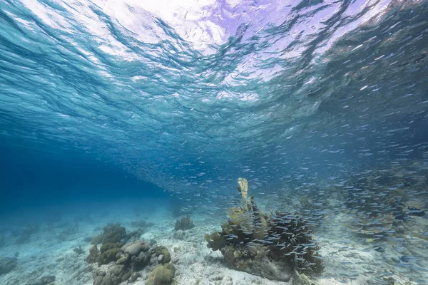 Paisaje Marino Con Escuela Peces Juveniles Peces Boga Arrecife Coral — Foto de Stock