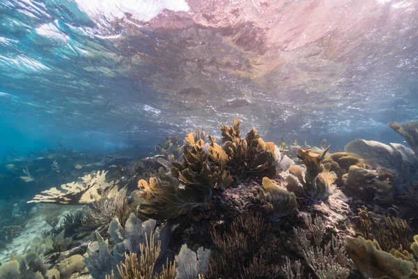카라카스 제도의 산호초에 물고기 스펀지를 가지고 즐기는 — 스톡 사진