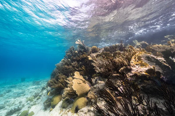 カリブ海のサンゴ礁 キュラソー島の様々な魚 サンゴ スポンジで海 — ストック写真