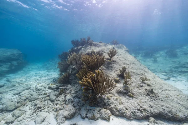 Seascape Various Fish Coral Sponge Coral Reef Caribbean Sea Curacao — 图库照片