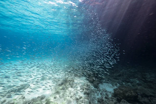 Tengerpart School Fish Fiatal Boga Hal Korallzátony Karib Tenger Curacao — Stock Fotó