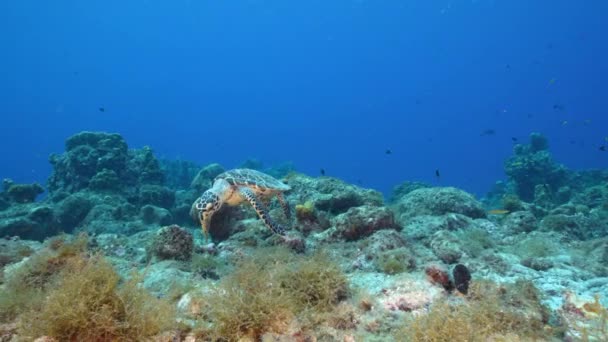 库拉索岛加勒比海珊瑚礁中的海景与霍克斯比尔海龟 — 图库视频影像