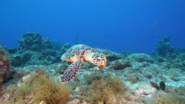 카리브 산호초에 호크스 바다거북 물총새 — 비디오