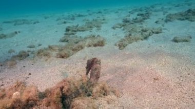 4K 120 fps Super Slow Motion: Mercan resifinin kumlu zemininde deniz atı, Karayip Denizi, Curacao