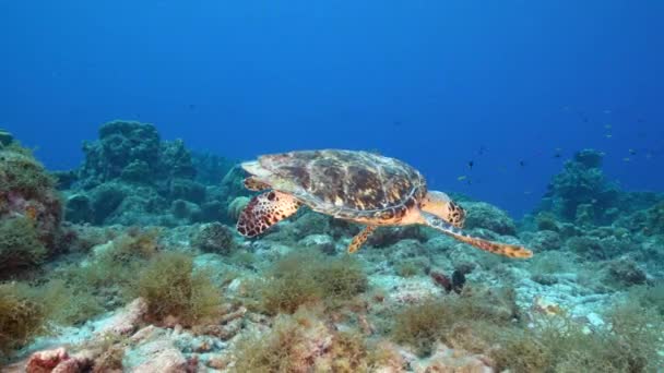 Zeegezicht Met Hawksbill Zeeschildpad Het Koraalrif Van Caribische Zee Curacao — Stockvideo