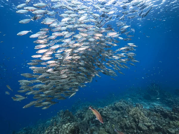 Seascape with Bait Ball, School of Fish, Mackerel fish in the coral reef of the Caribbean Sea, Curacao