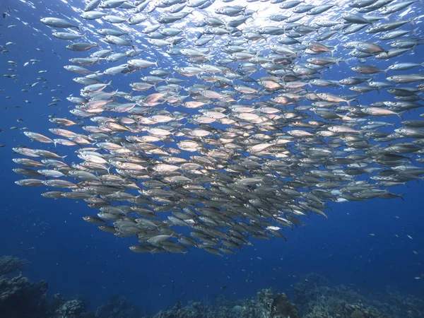 물고기 카리브해의 산호초에 물고기 — 스톡 사진