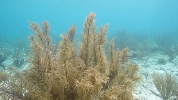 Estilo Fpv Paisaje Marino Con Varios Peces Coral Esponja Arrecife — Vídeo de stock
