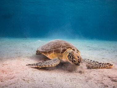 Karayip Denizi 'nin mercan kayalıklarında Yeşil Deniz Kaplumbağalı Deniz Burnu, Curacao