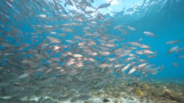 4K 120 fps Super Slow Motion Seascape with Bait Ball, School of Fish in the Mercan Reef of the Caribbean Sea, Curacao