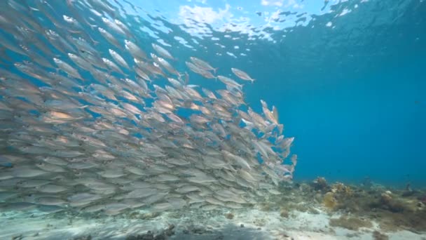 120 Fps Super Slow Motion Seascape Con Bait Ball Escuela — Vídeo de stock