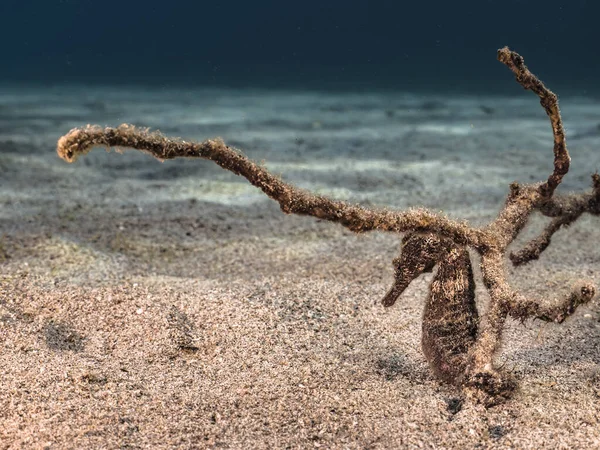 Paysage Marin Avec Hippocampe Dans Récif Corallien Mer Des Caraïbes — Photo