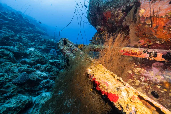 Havslandskap Med Olika Fiskar Korall Och Svamp Korallrevet Karibiska Havet — Stockfoto