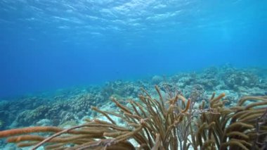 Karayip Denizi 'nin mercan resifinde çeşitli balık, mercan ve süngerle kaplı deniz burnu, Curacao