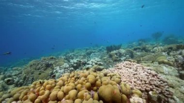 Karayip Denizi 'nin mercan resifinde çeşitli balık, mercan ve süngerle kaplı deniz burnu, Curacao