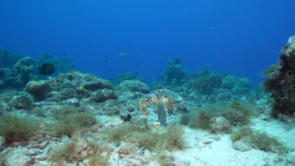Paysage Marin Avec Hawksbill Tortue Mer Dans Récif Corallien Mer — Video