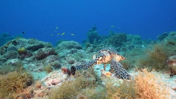 Морской Пейзаж Черепахой Ястребом Коралловом Рифе Карибского Моря Кюрасао — стоковое видео