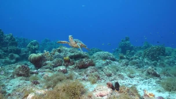 Seascape Hawksbill Mořská Želva Korálovém Útesu Karibského Moře Curacao — Stock video