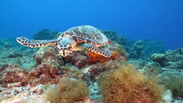 Paysage Marin Avec Hawksbill Tortue Mer Dans Récif Corallien Mer — Video