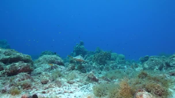 库拉索岛加勒比海珊瑚礁中的海景与霍克斯比尔海龟 — 图库视频影像